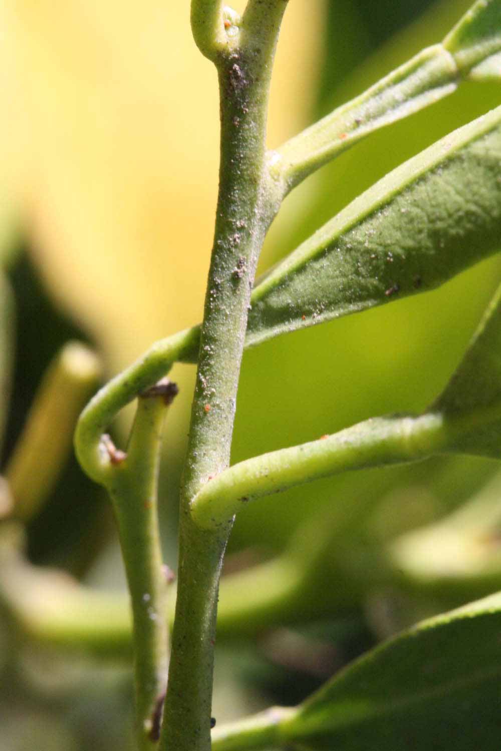              First year twig (Riverside, CA)       